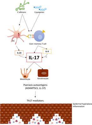 CLA+ T Cell Response to Microbes in Psoriasis